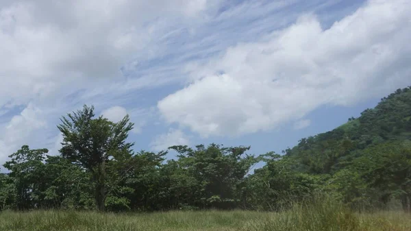 プンタカナ近郊のドミニカの観光農園の木や植生の風景 — ストック写真