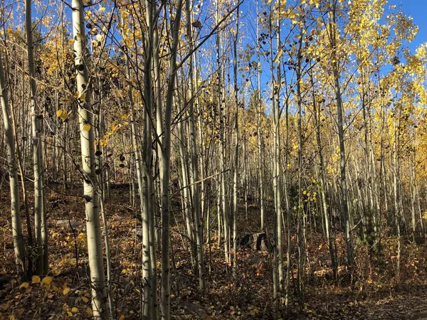 木の背景と紅葉のあるウサ州コロラド — ストック写真