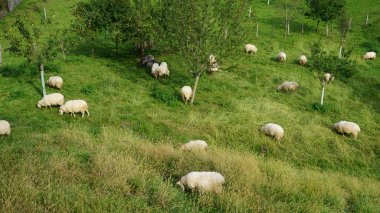 Gipuzkoa dağlarındaki Bask ülkesinin manzaraları.