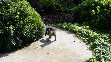 Bahçedeki yolda genç bir kedi