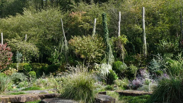 花园中植物的背景 — 图库照片