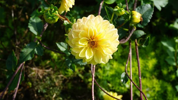 Fundo Flor Amarela Jardim — Fotografia de Stock