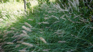 Sonbaharın başlangıcında güneşli bir günde bahçenin manzarası