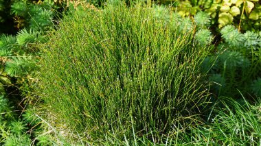 Bahçedeki yeşil at kuyruğu duvarı