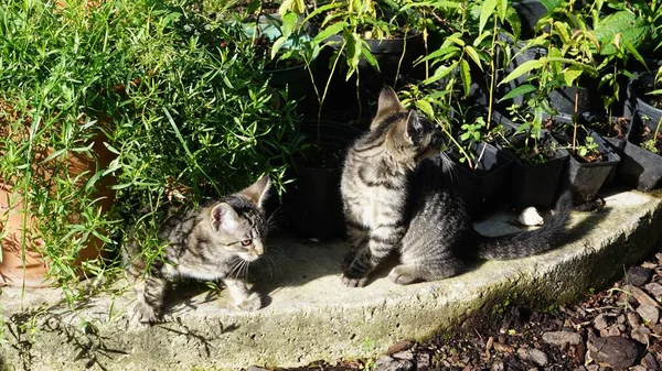 Young Cats Playing Garden — Stock Photo, Image