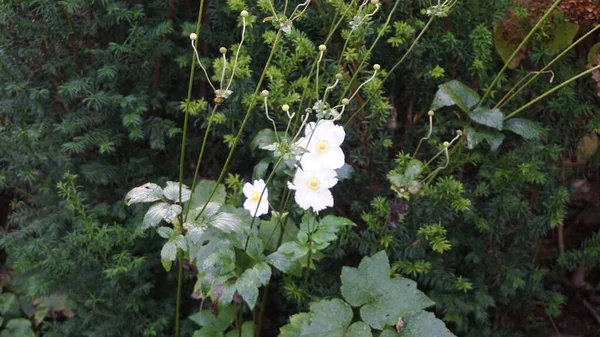 Achtergrond Van Witte Kleine Bloemen Een Tuin — Stockfoto