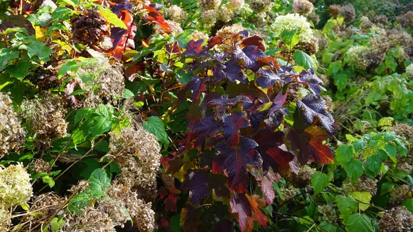 Paysage Jardin Début Automne Par Une Journée Ensoleillée — Photo