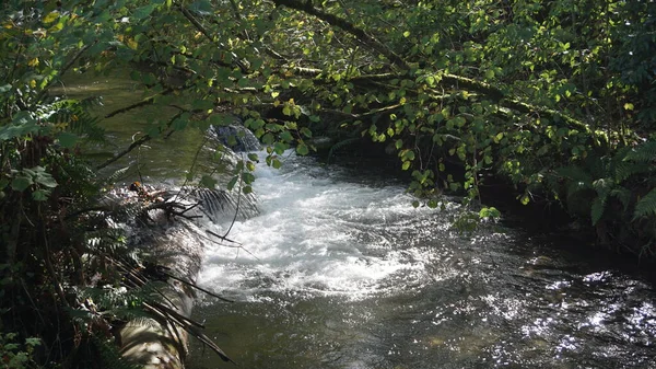 庭の隣にある山の川 — ストック写真