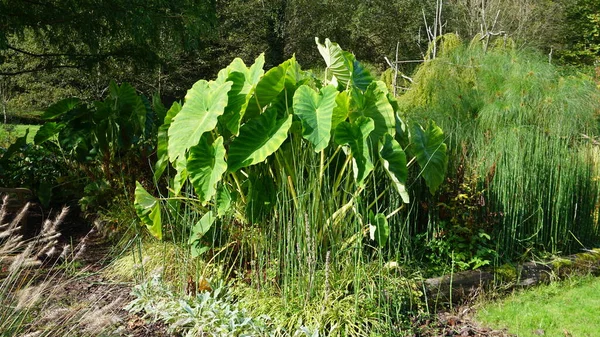 庭の緑の大きな葉の植物の背景には — ストック写真