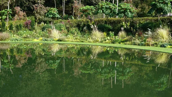Reflexión Árboles Flores Vegetación Lago Artificial Jardín — Foto de Stock