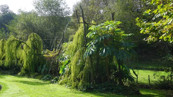 Paysage Jardin Début Automne Par Une Journée Ensoleillée — Photo