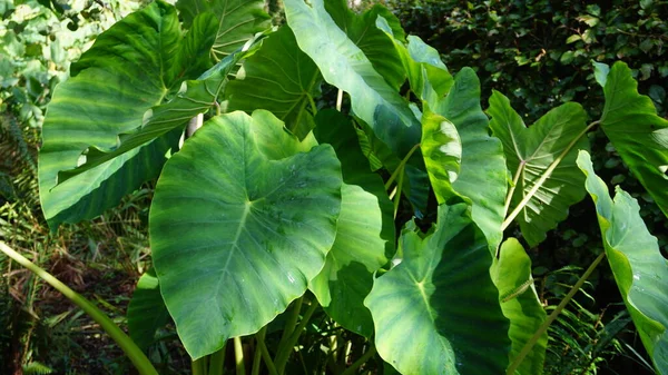 庭の緑の大きな葉の植物の背景には — ストック写真