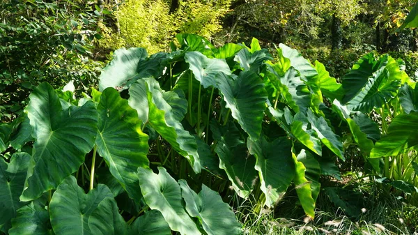 庭の緑の大きな葉の植物の背景には — ストック写真