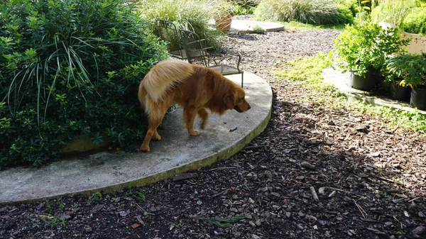 Mooie Blonde Hond Een Tuin — Stockfoto