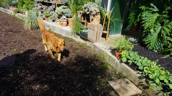 Mooie Blonde Hond Een Tuin — Stockfoto