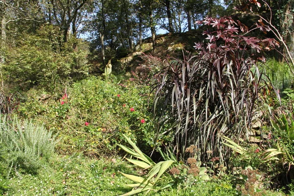 Paysage Arbres Plantes Automne Dans Jardin Paisa Vasco — Photo