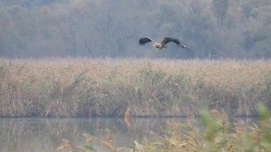 Ak kuyruklu Eagel uçan