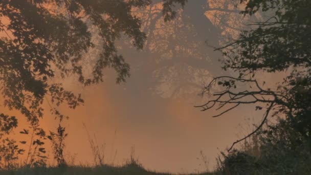 Bosque Brumoso Amanecer — Vídeo de stock