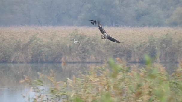 White Tailed Eagel — Stock Video