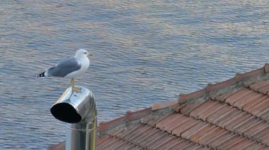 Martı ile Toskana Porto Santo Stefano kıyısında baca