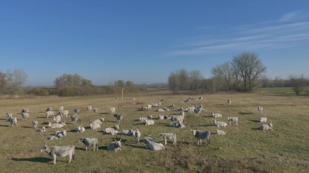 Hungarian Gray Cattle Free Animals Meadow Ancient Domestic Animals Genetic — Stock Video