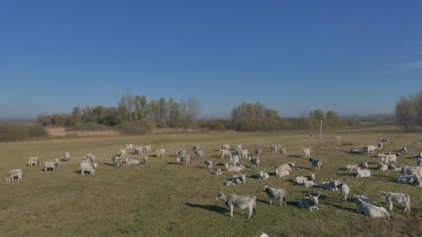 Magyar Szürke Szarvasmarha Szabad Állatok Réten Ősi Háziállatok Genetikai Védelem — Stock videók