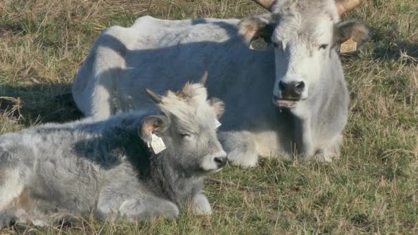ハンガリーの灰色の牛 無料動物の牧草地 古代家畜は 遺伝的自然環境保護です ハンガリー国立公園 — ストック動画