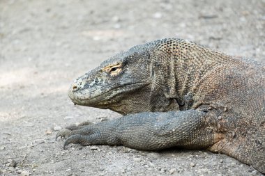 Bir Komodo ejderi Komodo ulus Park Rinca Adası, Endonezya.