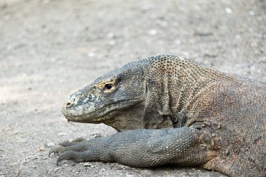 Bir Komodo ejderi Komodo ulus Park Rinca Adası, Endonezya.