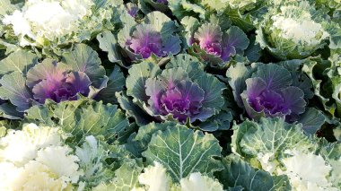 Tatlı taze multi renk marul sebze. Sağlıklı gıda ürün.