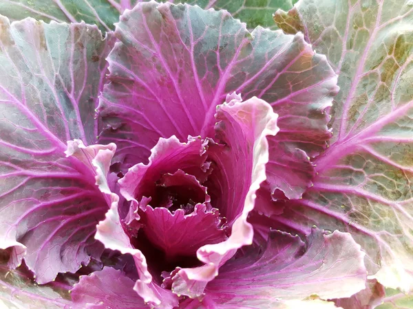Lähikuva Tuoretta Monivärinen Salaatti Vegetable Healthy Elintarvikkeiden — kuvapankkivalokuva
