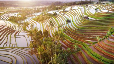 Bali pirinç terasları hava görünümünü. Jatiluwih Güneydoğu Bali güzel ve dramatik pirinç tarlaları prestijli Unesco Dünya Mirası atandınız.
