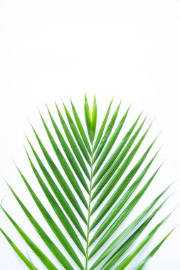 Palmiye yaprağı kırpma yolu olan beyaz arkaplanda izole edilmiş. Yaz arkaplanı kavramı.