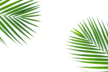 Palmiye yaprağı kırpma yolu olan beyaz arkaplanda izole edilmiş. Yaz arkaplanı kavramı.