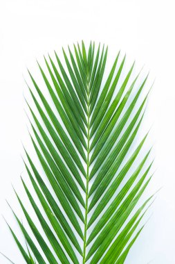 Palmiye yaprağı kırpma yolu olan beyaz arkaplanda izole edilmiş. Yaz arkaplanı kavramı.
