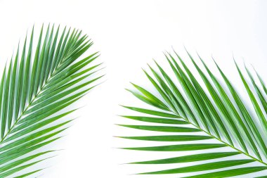 Palmiye yaprağı kırpma yolu olan beyaz arkaplanda izole edilmiş. Yaz arkaplanı kavramı.