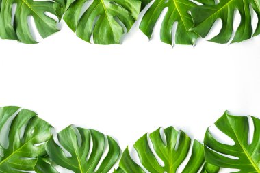 Beyaz arka planda canavar yaprakları vardı. Yaz arkaplanı kavramı.