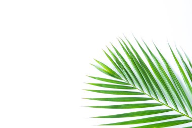 Palmiye yaprağı kırpma yolu olan beyaz arkaplanda izole edilmiş. Yaz arkaplanı kavramı.