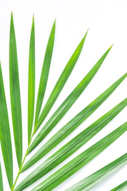 Palmiye yaprağı kırpma yolu olan beyaz arkaplanda izole edilmiş. Yaz arkaplanı kavramı.