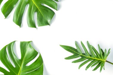 Beyaz arka planda canavar yaprakları vardı. Yaz arkaplanı kavramı.