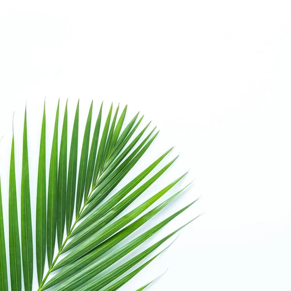 Palm Leaf Isolated White Background Clipping Path Summer Background Concept — Stock Photo, Image