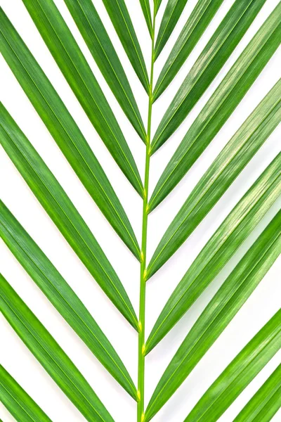 Palm Leaf Isolated White Background Clipping Path Summer Background Concept Royalty Free Stock Photos