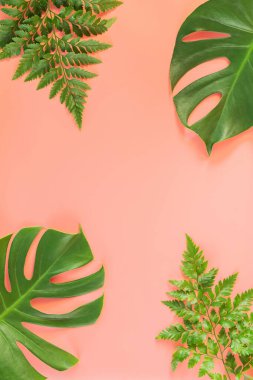 Canavar ve eğrelti otu yaprakları pembe arka planda yatıyordu. Yaz arkaplanı kavramı.