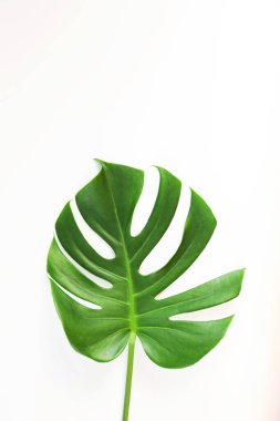 Beyaz arka planda canavar yaprakları vardı. Yaz arkaplanı kavramı.