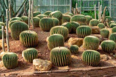 Seçici odak yakın çekim kaktüs diken kaktüs doku