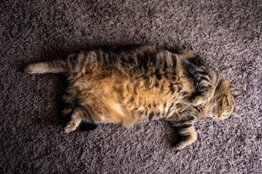 Şirin kedi mutlu gülümseme uyuyan hayvanlar