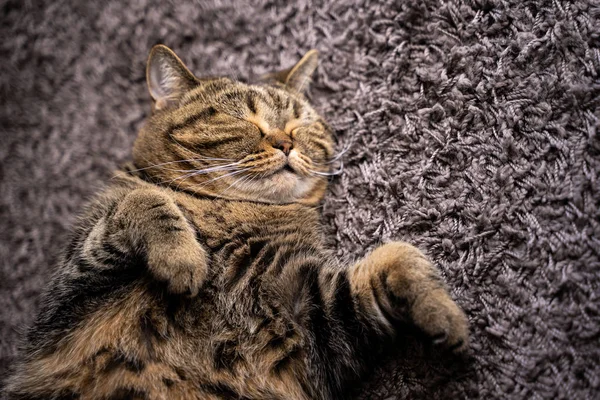 Gato Bonito Sorriso Feliz Animais Estimação Dormindo — Fotografia de Stock