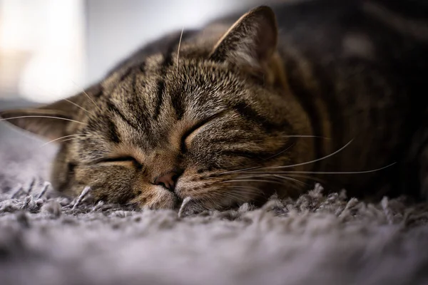 Gato Bonito Sorriso Feliz Animais Estimação Dormindo — Fotografia de Stock