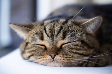 Şirin küçük boşluk uyur. Afiş