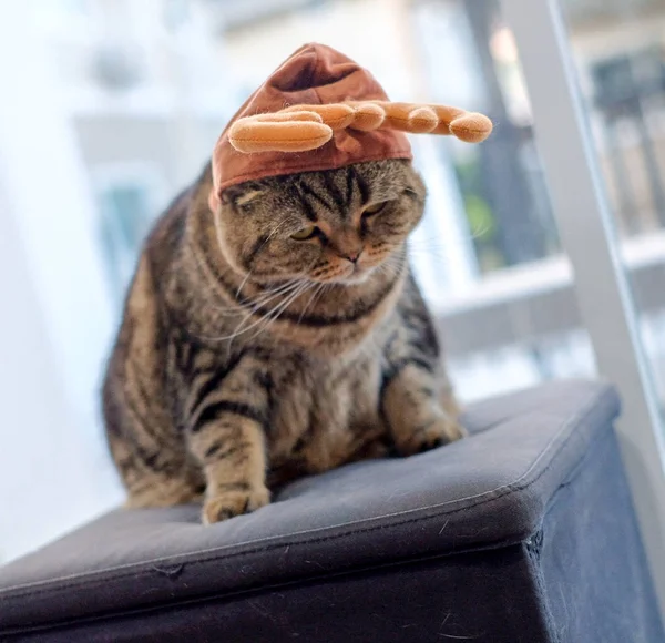 Retrato Gato Closeup Bonito — Fotografia de Stock